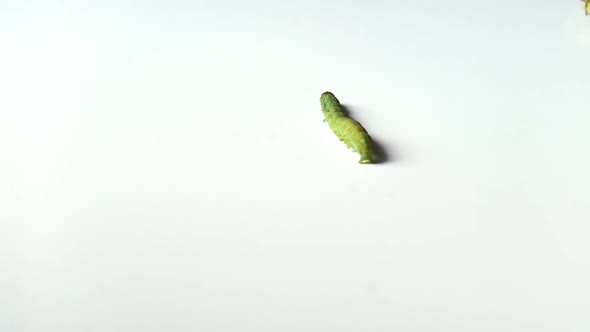 Green caterpillar walking on a white ground shoot from high view
