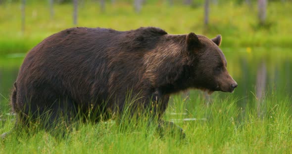 LAage Adult Brown Bear Walking and Running Free in the Forest alt