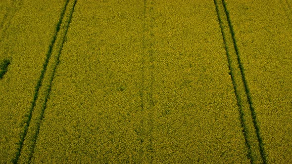 Drone Shot Yellow Rapeseed Field Blooming Flower with Road Line alt