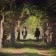 A Walk Through the Forest on Horseback - VideoHive Item for Sale