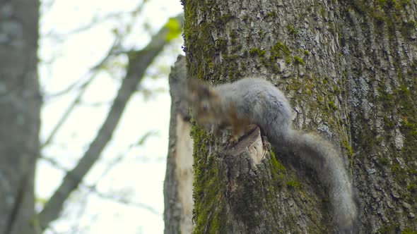 Red Squirrel Cleans Its Tail alt