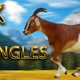 Goat walking from 5 different angles - VideoHive Item for Sale