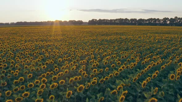 Sunflower Fields Aerial Sunset Farm Agronomy Flowers Floar Nature alt