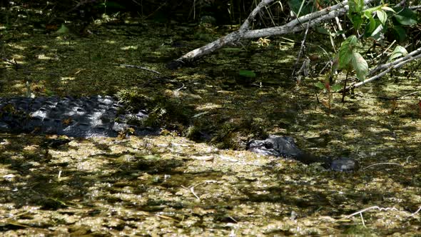 Animal in the Wild alt