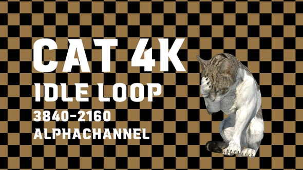 Cat Idle 4k Alpha Loop