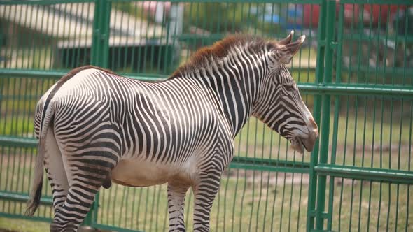 Zebra Horse Stands in the Aviary alt