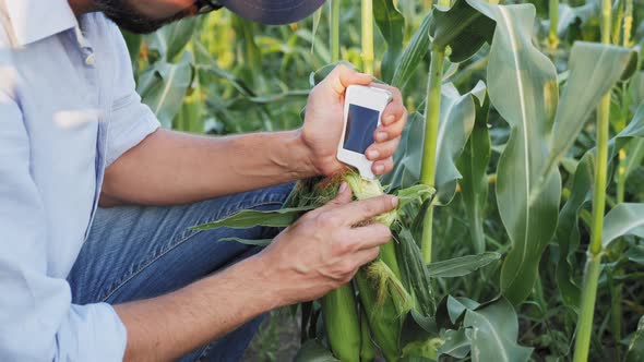 Farmer with a Handheld Digital Device Checks for Nitrates Harvest alt