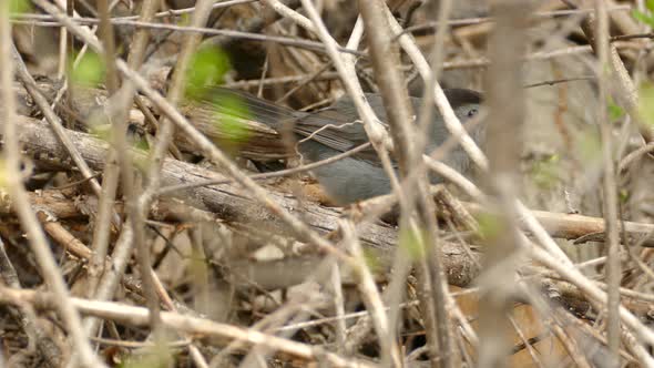 Grey catbird among some branches in Canada, medium shot alt