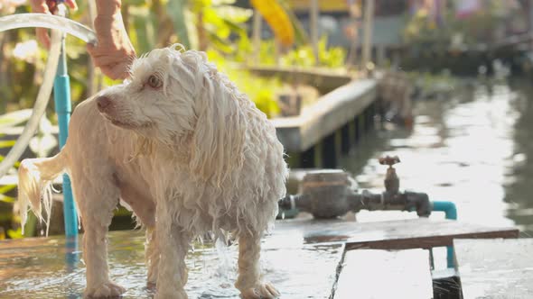 Cute white dog having the soap or shampoo rinsed off of his fur coat by a patient and gentle owner alt