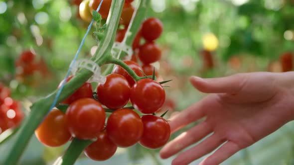 Agronomical Scientist Checking Quality of Red Tomatoes on Plantation Closeup alt
