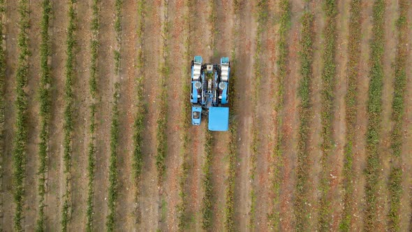 Overhead zoom out of a blue grape harvester passing through a grapevine channel in the Maipo Valley, alt