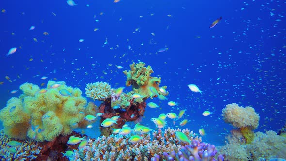 Underwater Sea Coral alt