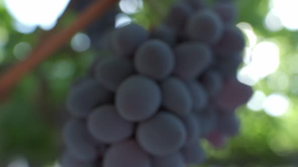 Bunches of Black Grapes Close Up alt