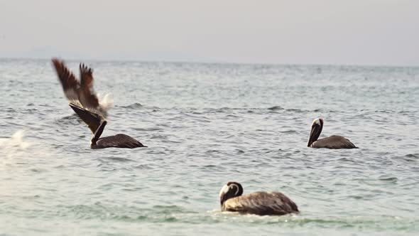 Costa Rica Birds and Wildlife, Brown Pelican (pelecanus occidentalis) Feeding Frenzy, Amazing Animal alt