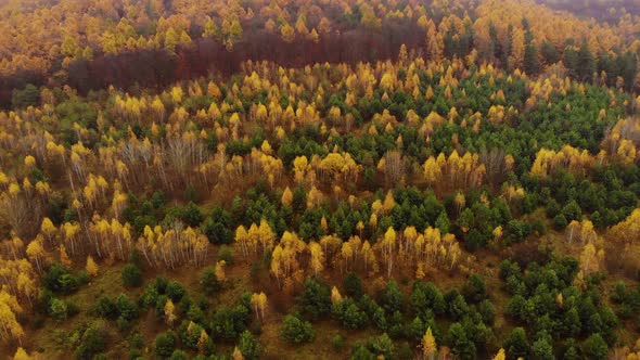 Amazing aerial birds eye view forest, trees at fall season. 