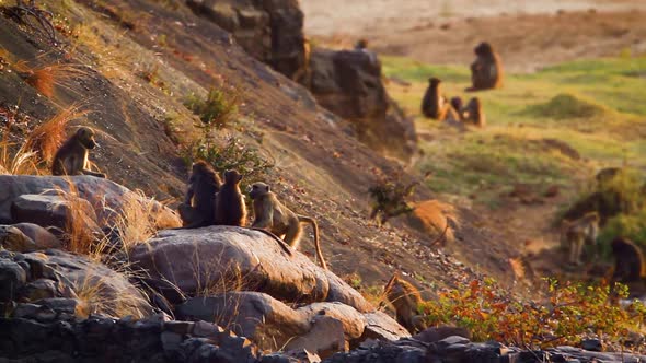 Chacma baboon in Kruger National park, South Africa alt