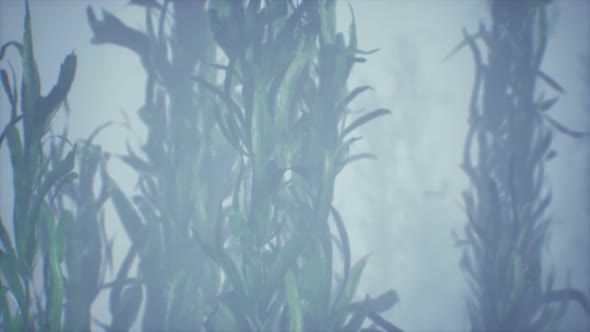 Underwater Grass Forest of Seaweed alt
