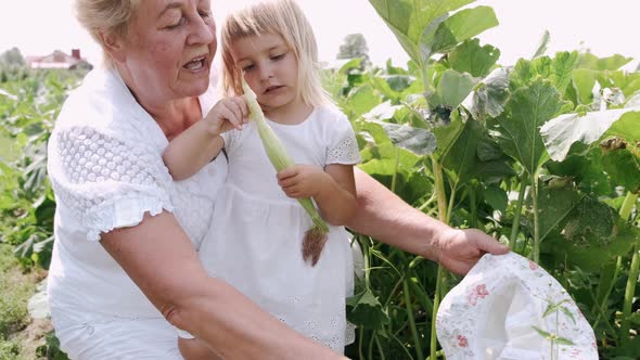 Grandmother and Granddaughter Are Sitting on a Green Farm Plantation alt