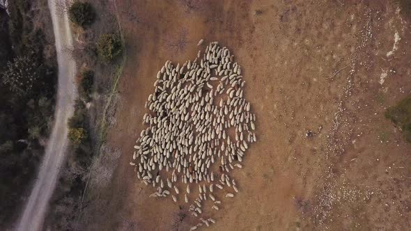 Aerial Shot of a Flock of Sheep Walking Along the Road with Dogs