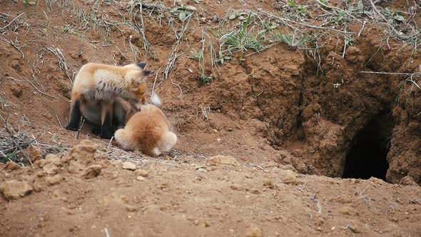 Two young red fox resting near the burrow