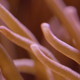 Corals - VideoHive Item for Sale