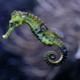 Sea Horse - VideoHive Item for Sale