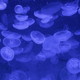 Jellyfish - VideoHive Item for Sale