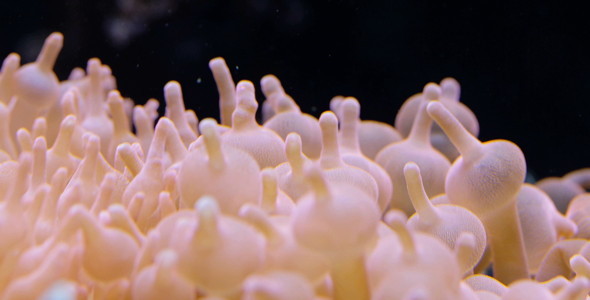 Corals 4