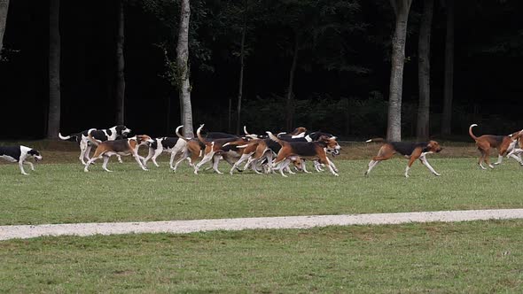980124 Great Anglo-French White and Black Hound with Great Anglo-French Tricolour Hound, near Saint alt