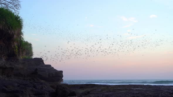 Black bats silhouettes flying on blue sky in Pura Tanah Lot, Bali beach at sunset. alt