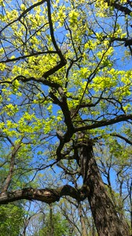 Vertical Video of the Forest in the Spring alt