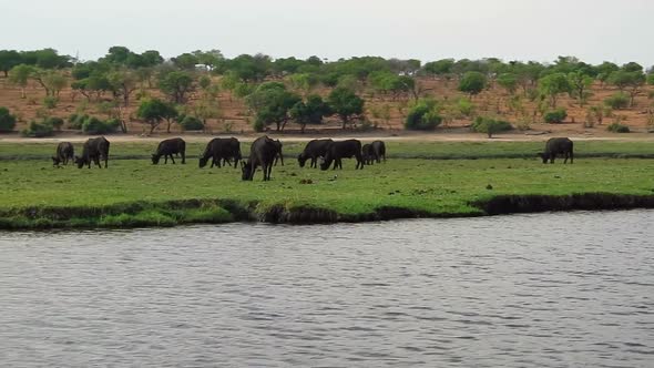 Fish Eagle flies over Cape Buffalo herd along the Chobe River in Africa alt