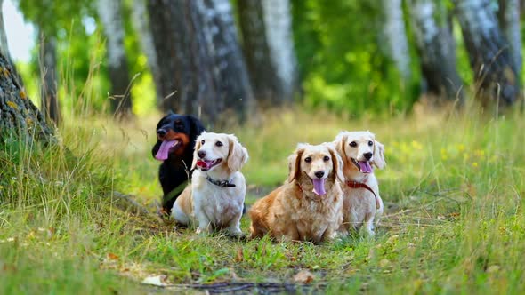 Lovely dogs on grass. Four domestic pet animals resting outdoors. Portraits of adorable dogs breath  alt
