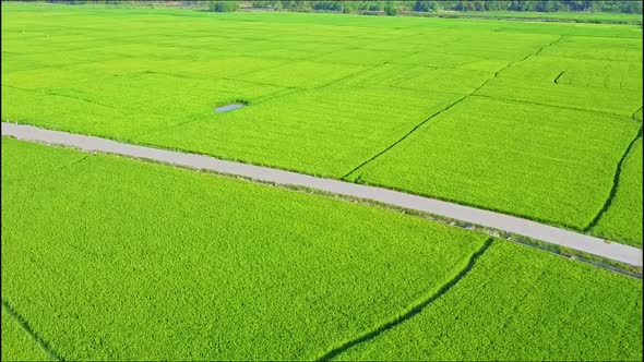 Aerial Drone Motion Along Ground Road Amang Rice Fields