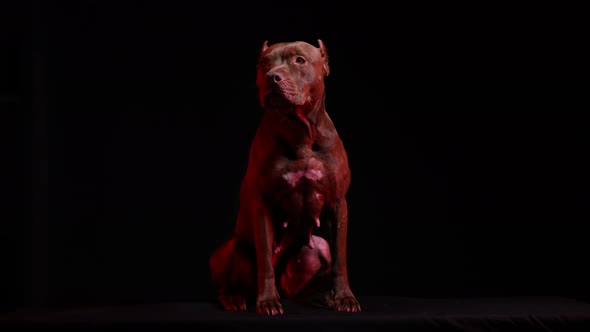 American Pit Bull Terrier in the Studio on a Black Background in Red Neon Light alt