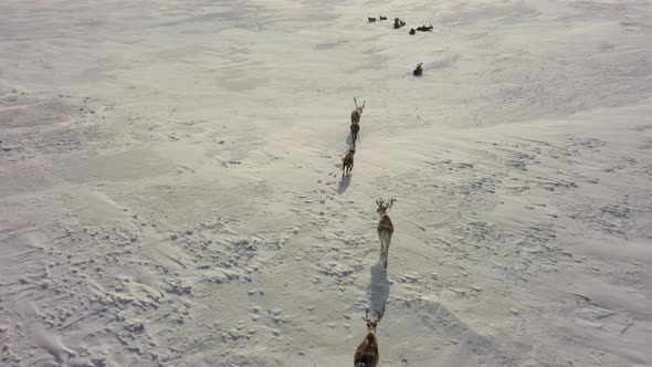 Deer Run Through the Snow