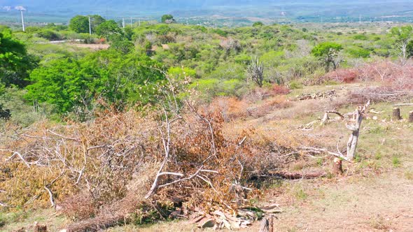 Deforestation area at San Juan De La Maguana in Dominican Republic. Aerial panoramic view alt