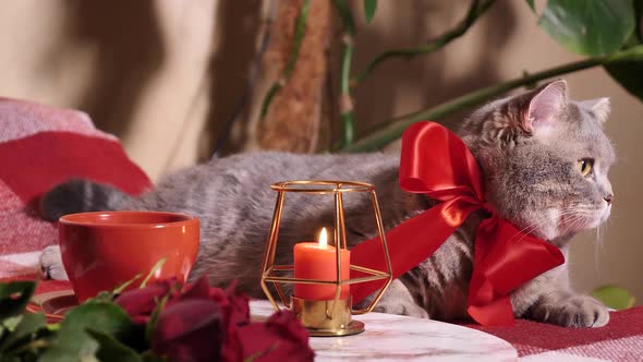 Cat celebrates Valentine's Day in bed with roses alt