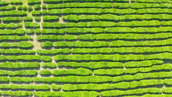 Aerial View Tea Plantation