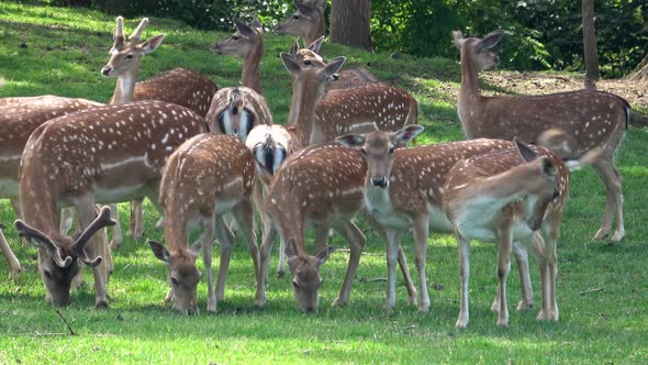 Fallow deer family in a green meadow in summer (Dama dama)