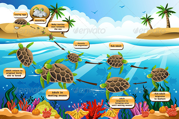 Life Cycle of the Sea Turtle - Animals Characters