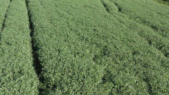 Tracks in the field of green peas after spring spraying 4K aerial footage alt