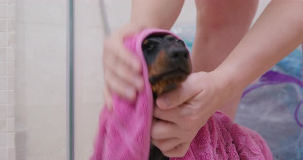 Owner Carefully Wipes Adorable Dachshund Puppy with Pink Terry Bath Towel Which Has Just Been Bathed alt