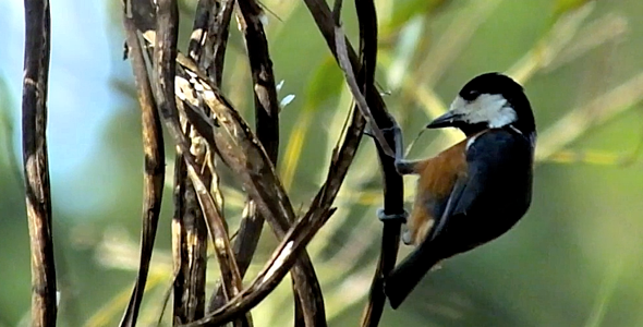 Varied Tit alt