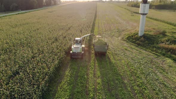 A Forage Harvester Cuts Corn Into Silage and Refills a Tractor Trailer on a Sunny Day alt