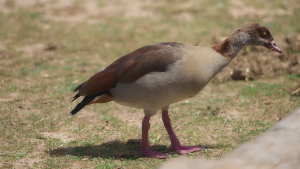 Brown goose walking on grass