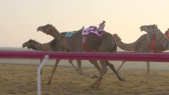 Camel race in slow motion. camel running. DOHA. Qatar. Camel in desert in Abu Dhabi alt