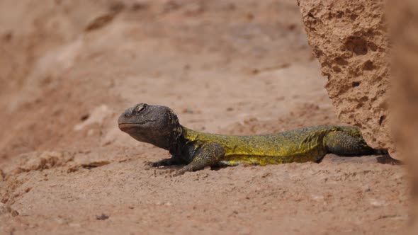 Moroccan Spiny-tailed lizard  alt