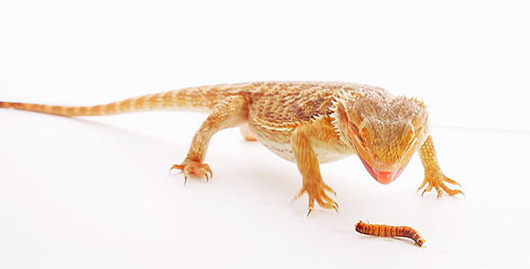 Agama Lizard Eating Zophobas Worm
