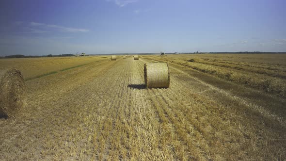 Harvesting Grain Crops in Summer in Latvia